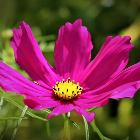 Archontiko Nikolopoulou Konukevi